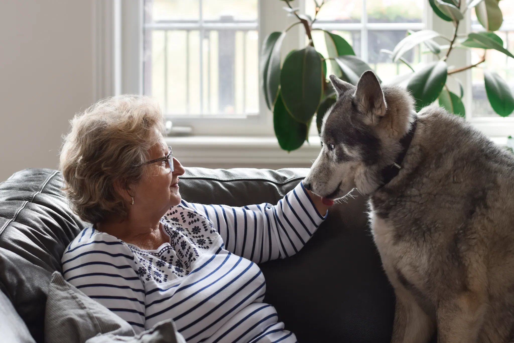 Pet Therapy Programs in Senior Living: How Communities Bring Animals to Residents